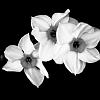 Flower 1